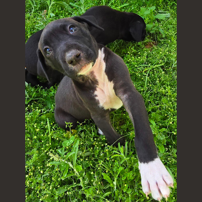 Photo of Binky   7 Week Old Bull Arab X Mastiff 