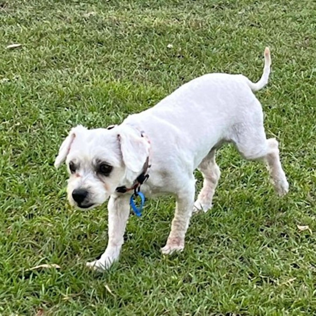 Photo of Mushu