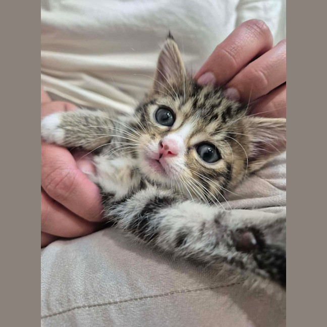 Photo of Camp Chair (Cc)