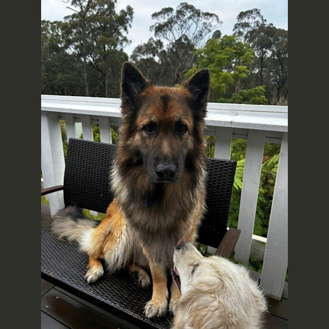 Photo of Duke