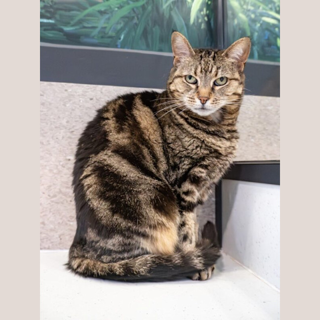 Photo of Slinky