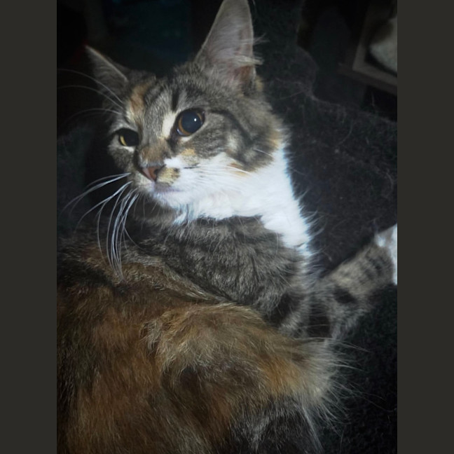 Photo of Callie