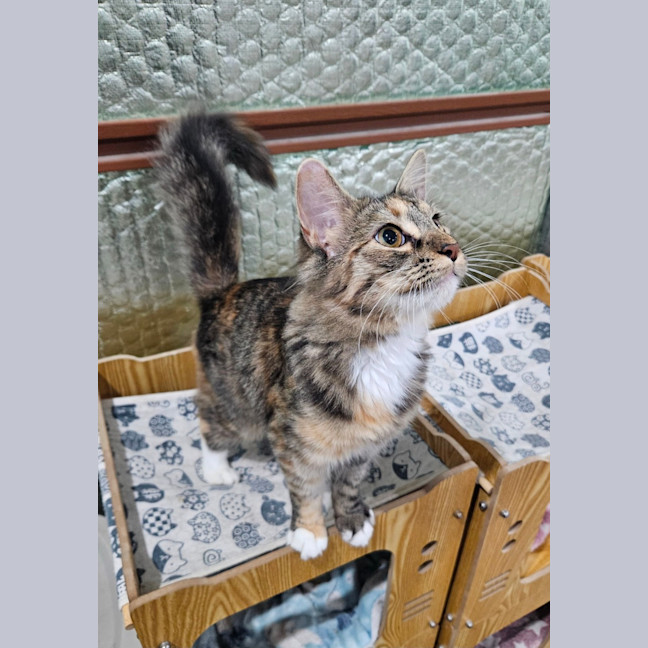 Photo of Fluffy