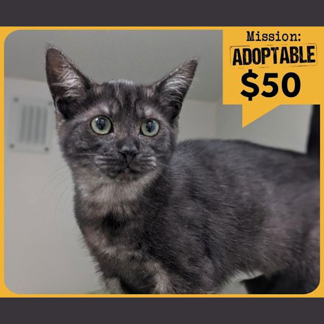 Photo of Black Maggott