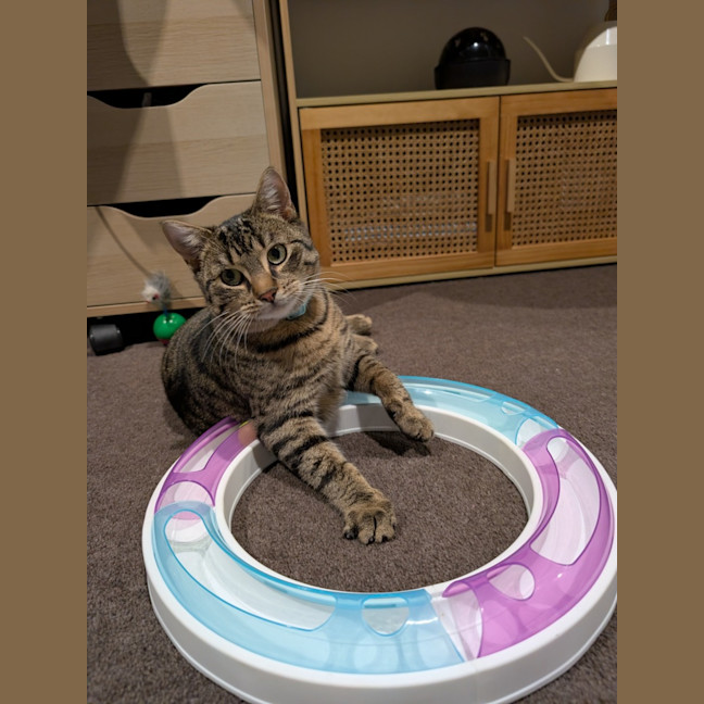 Photo of Wally *9 Lives Project Rescue*