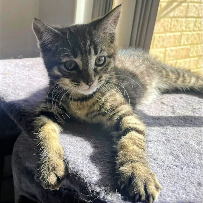 Photo of Toby