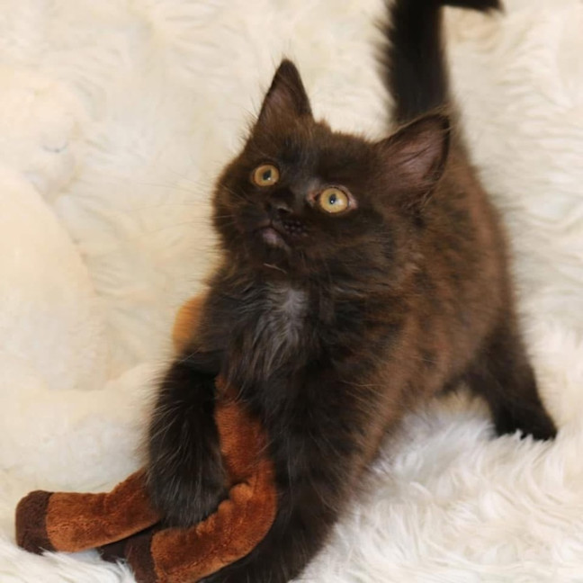 Photo of 11559   Sweetpea