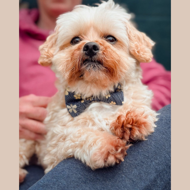 Photo of Peanut Butter