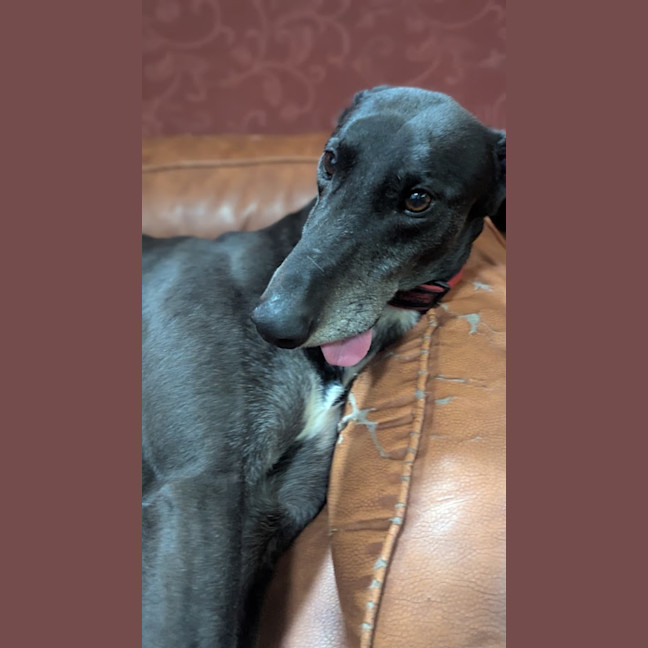 Photo of Buzz