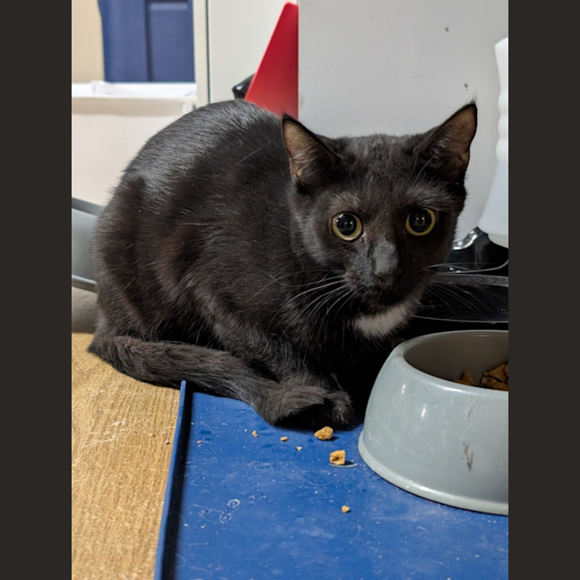 Photo of Ellie (Feral For Farm)