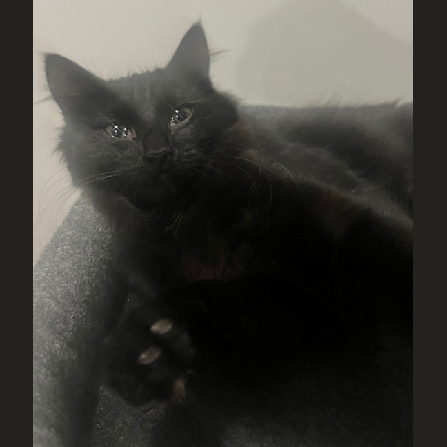 Photo of Kora