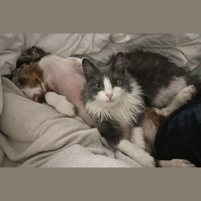 Photo of ꨄ︎ Meredith ꨄ︎