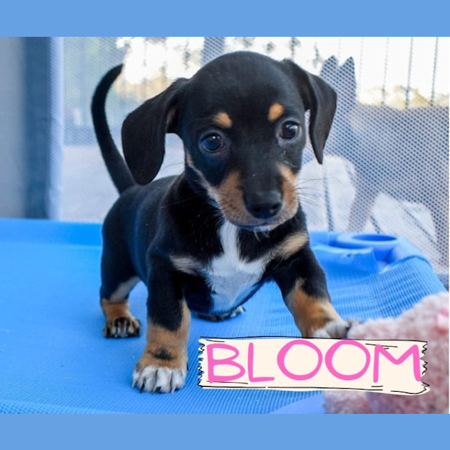 Photo of Bloom