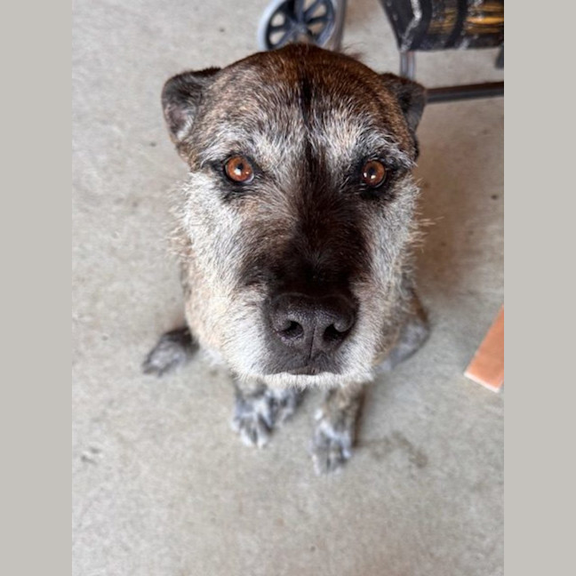Photo of Trusty *$250 Adoption Fee*