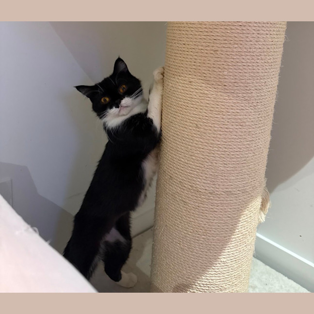 Photo of Gremlin