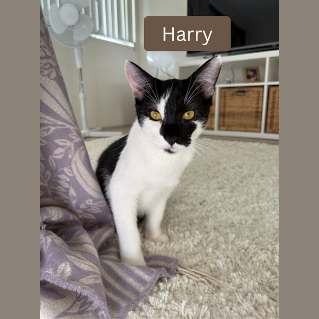 Photo of Buster & Harry