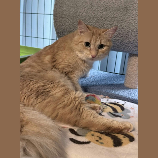 Photo of Kaiya *9 Lives Project Rescue*