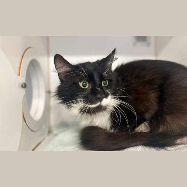 Photo of Edgar Allen Purr