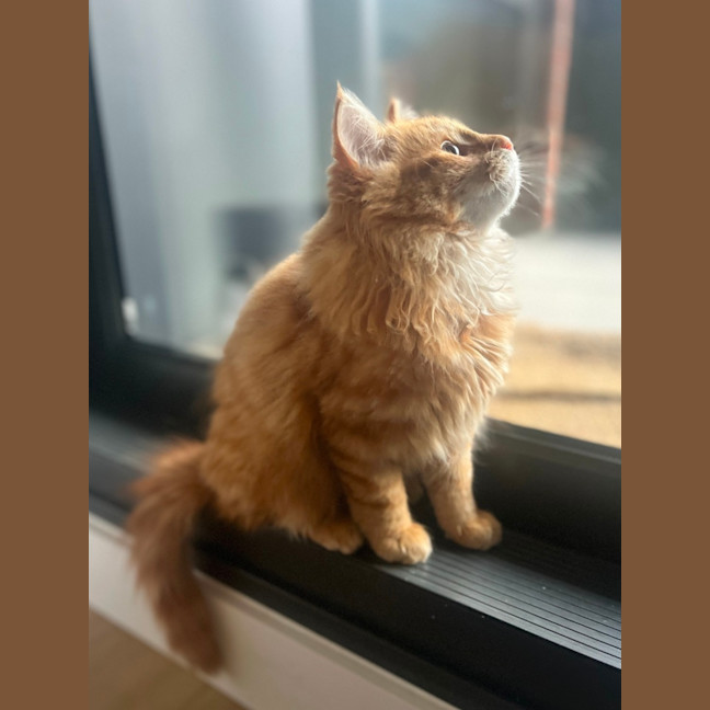 Photo of Sam   Located In Kensington