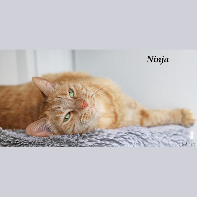 Photo of Ninja