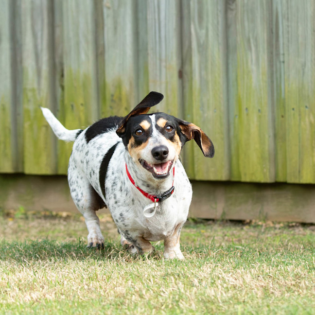 Photo of Pretzel