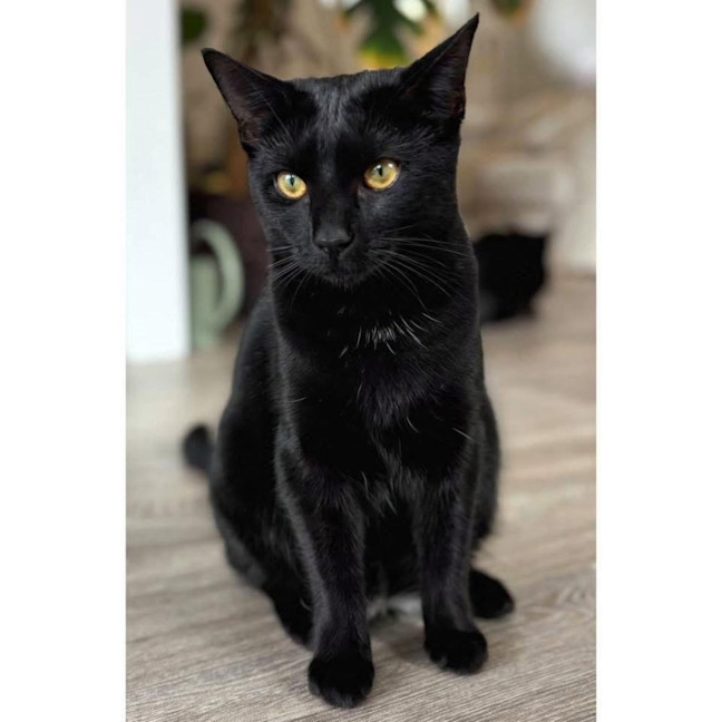 Photo of 11838   Indigo