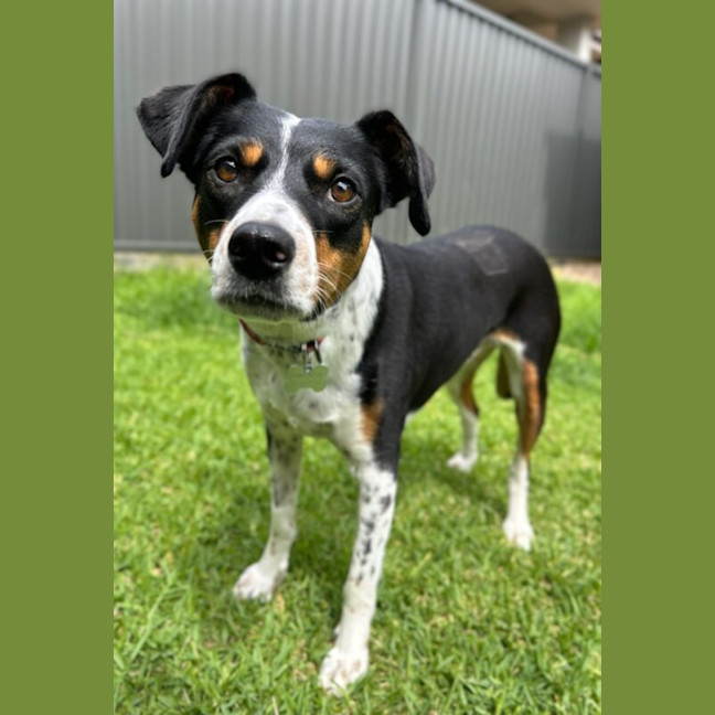 Photo of Eclair