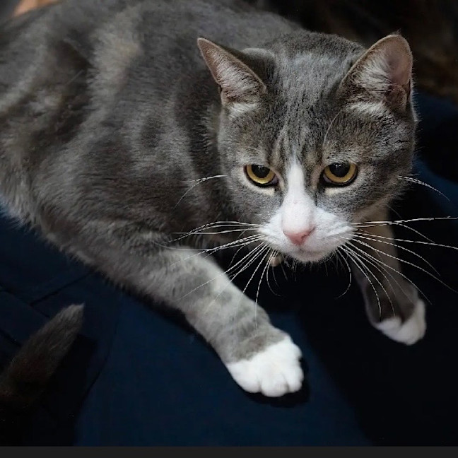 Photo of Lachy