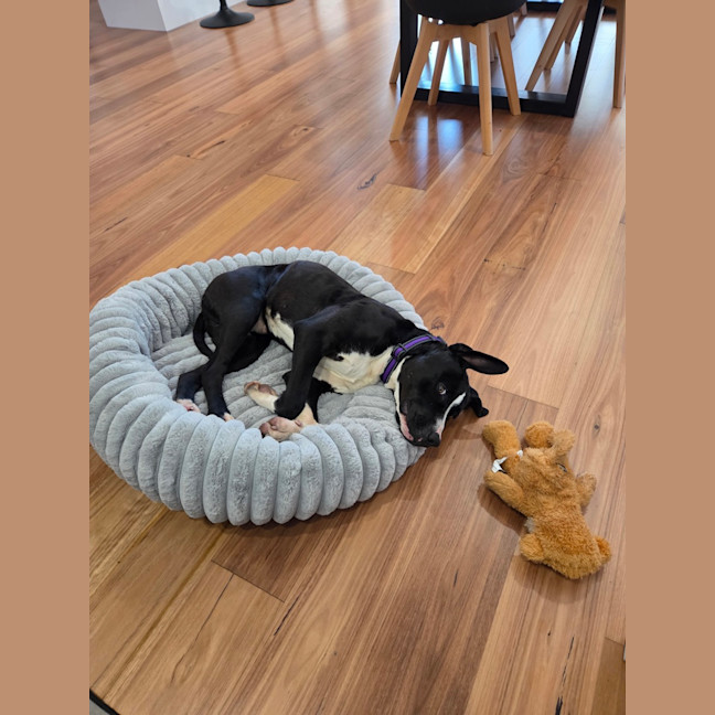 Photo of Milo