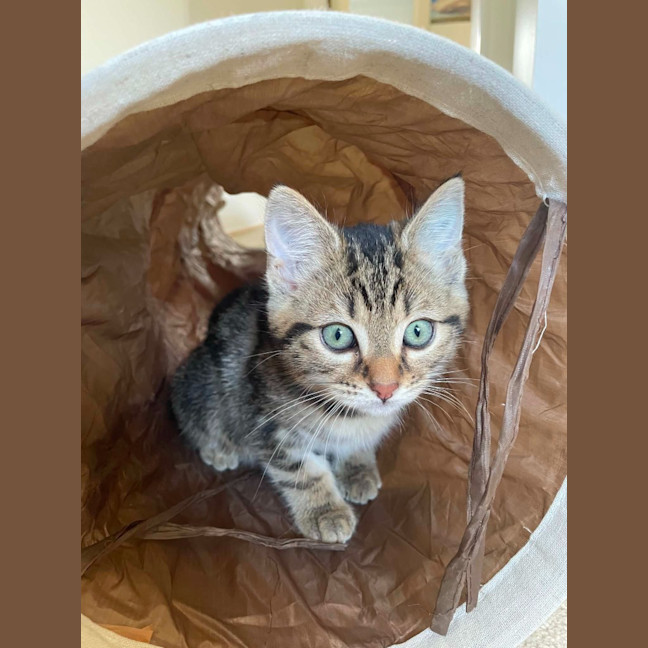 Photo of Picklebarrel Pete