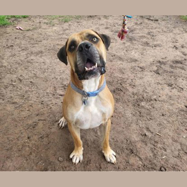 Photo of Goliath