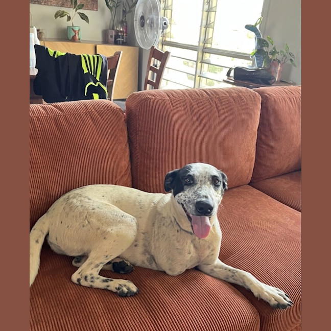 Photo of Spot