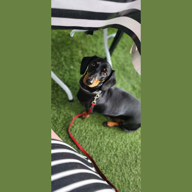 Photo of Rosie Roo Roo 