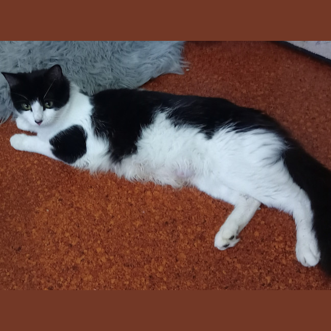 Photo of Biscuit