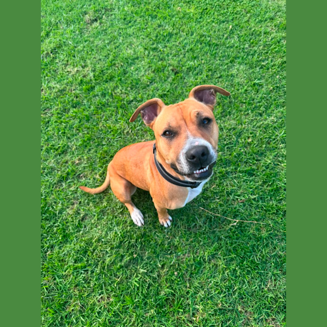 Photo of Poppy