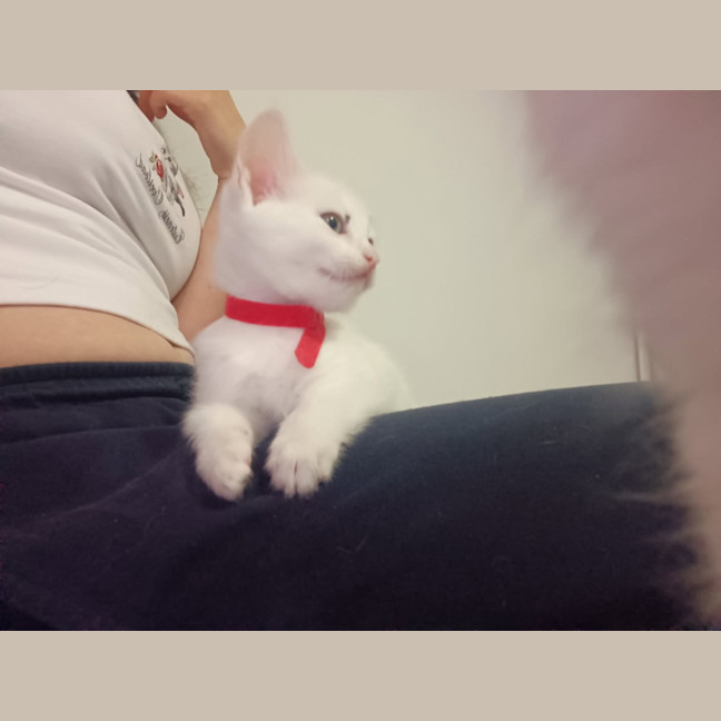 Photo of Comet