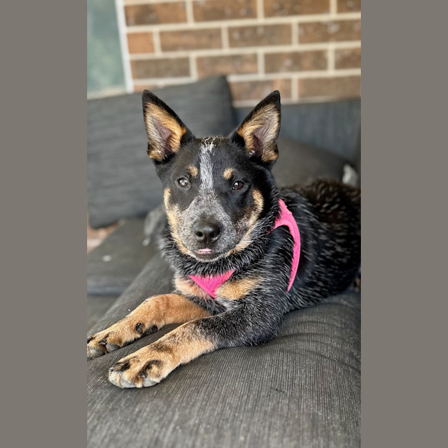 Photo of Jess (Blue)