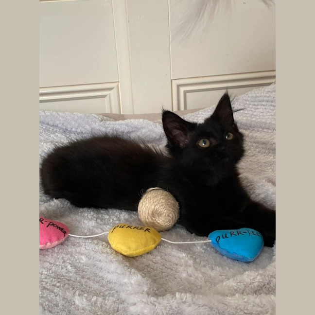 Photo of Ebony *9 Lives Project Rescue*