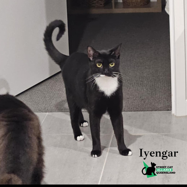 Photo of Iyengar