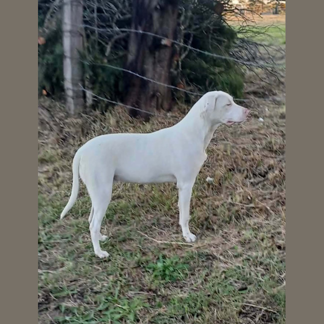 Photo of Ghost