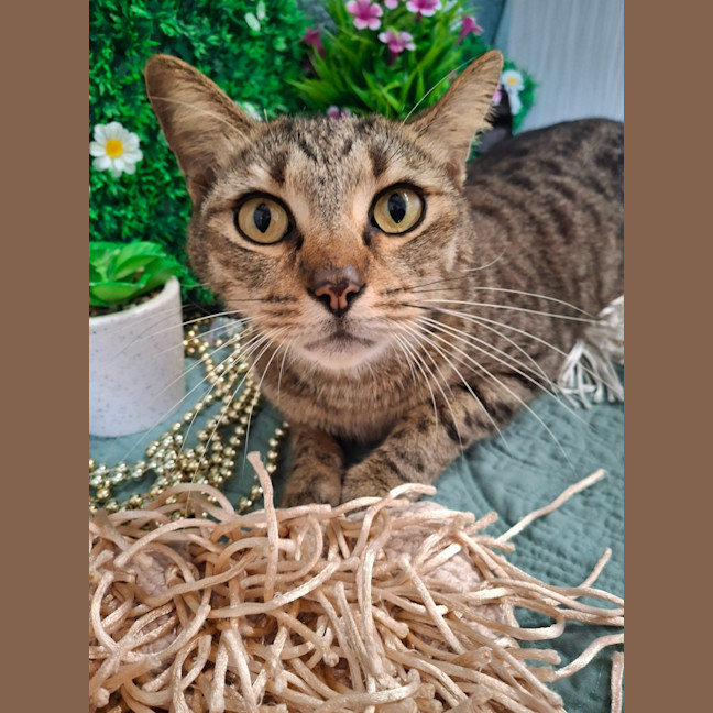 Photo of Tonka