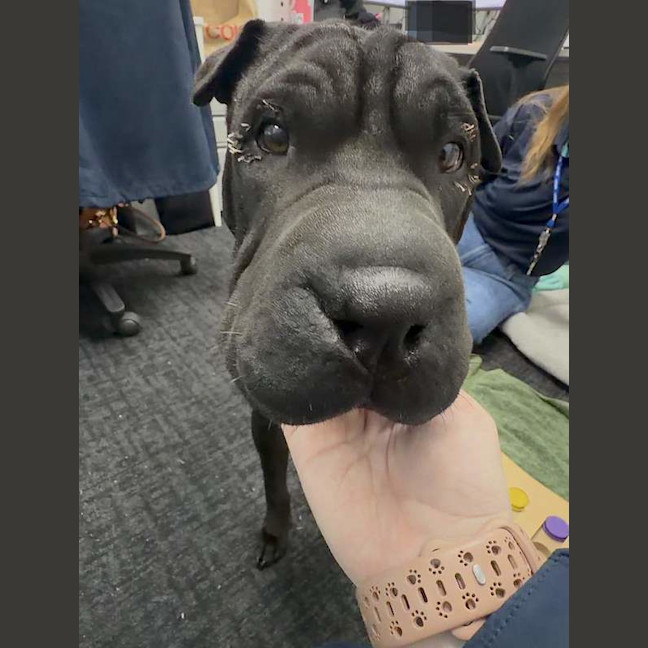 Photo of Junior