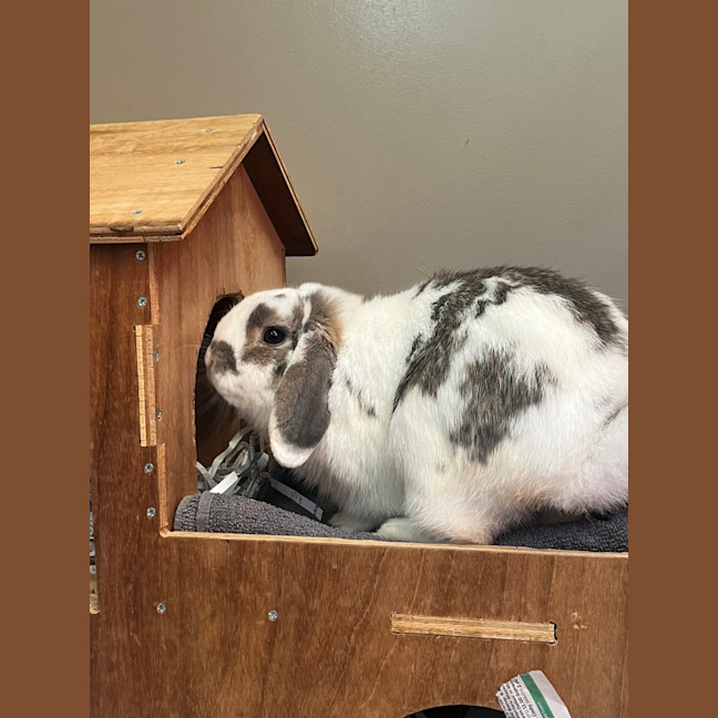 Photo of Munchkin