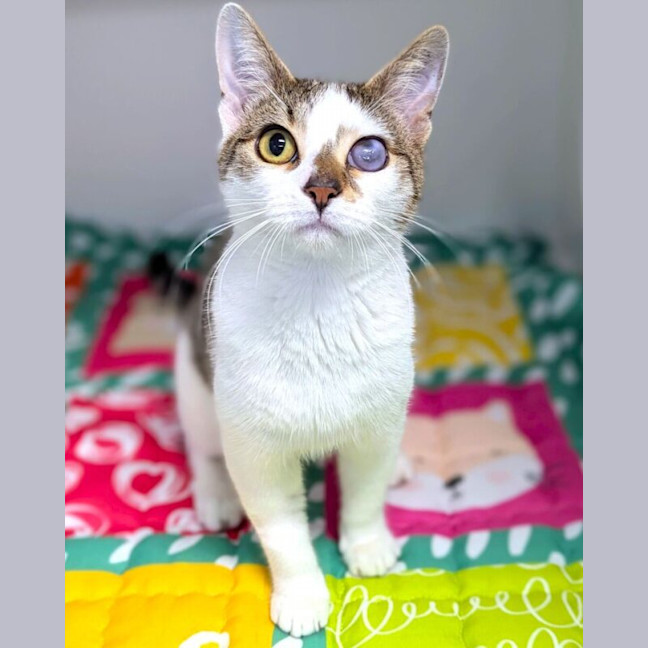 Photo of Squeak Junior