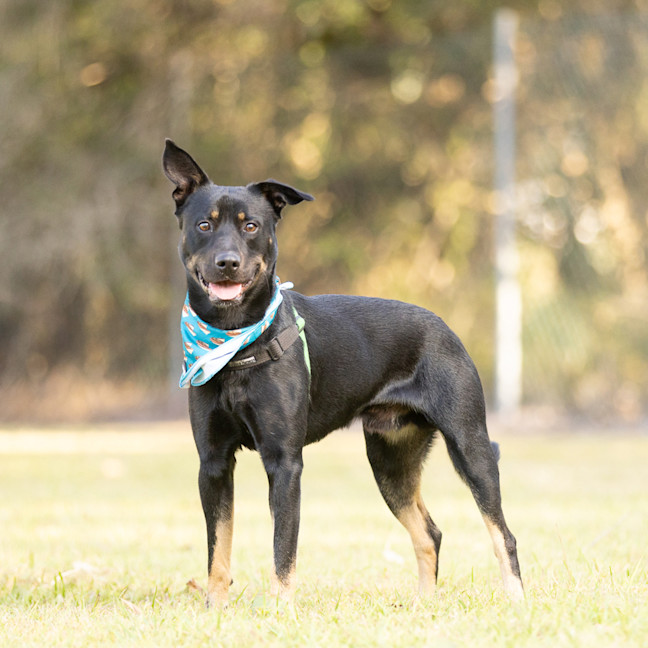 Photo of Buddy