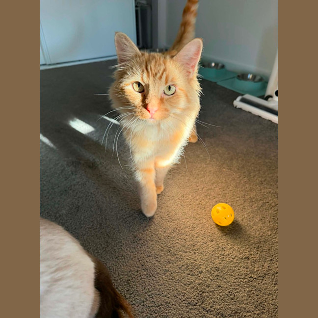 Photo of Gingee And Tonka 