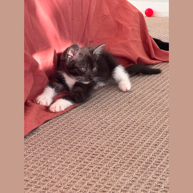 Photo of Figgy