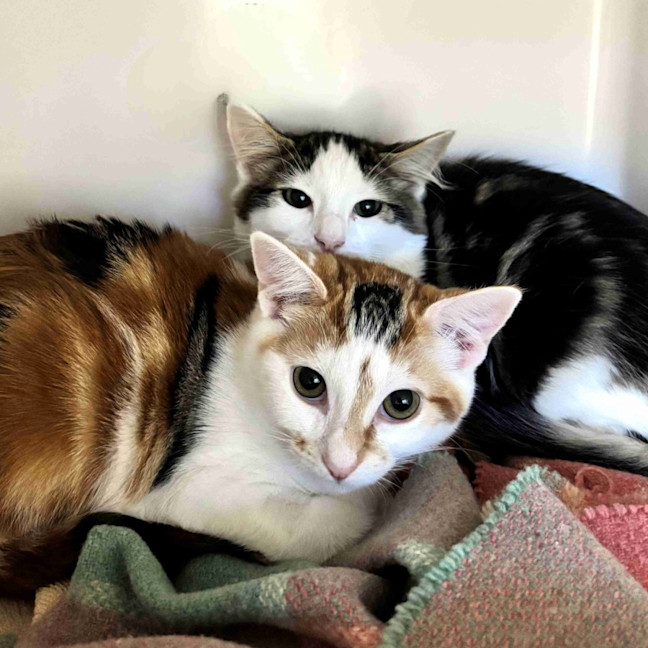 Photo of Sparkie Suk014655 