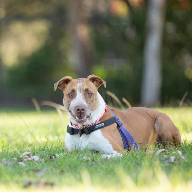Photo of Buddy