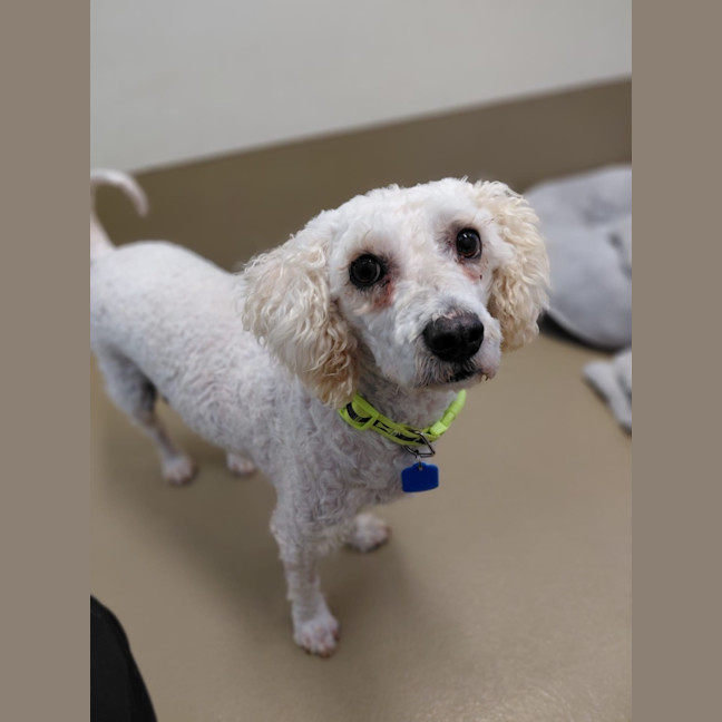 Photo of Pixie
